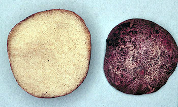 Rhizopogon parksii