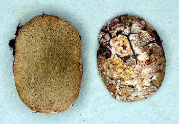 Rhizopogon monticola