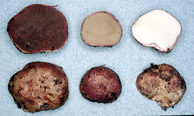 Rhizopogon rubescens