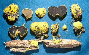 Rhizopogon truncatus