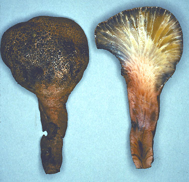 Rhopalogaster sp.
