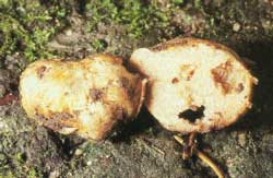 Richoniella eptoniispora