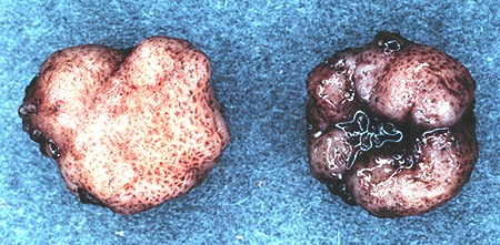 Ruhlandiella berolinensis
