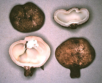 Sarcosphaera coronaria