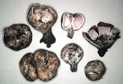 Sarcosphaera coronaria