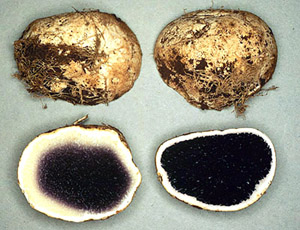 Scleroderma hypogaeum