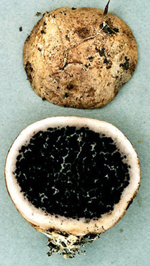 Scleroderma hypogaeum