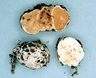 Sclerogaster sp.