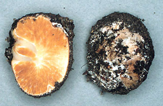 Sclerogaster sp.