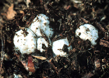 Sclerogaster pacificus