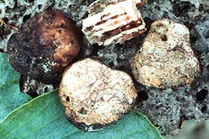 Sclerogaster sp.