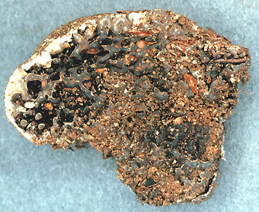 Sedecula pulvinata