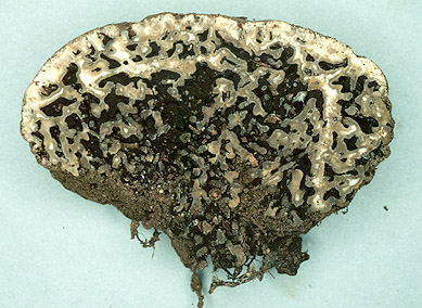 Sedecula sp.