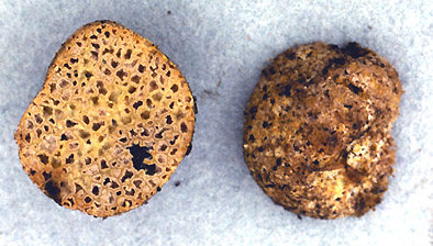 Stephanospora sp.