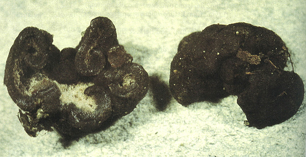 Sphaerozone ostiolatum