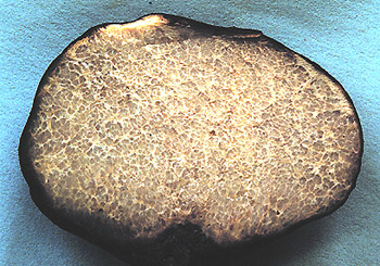 Terfezia claveryi