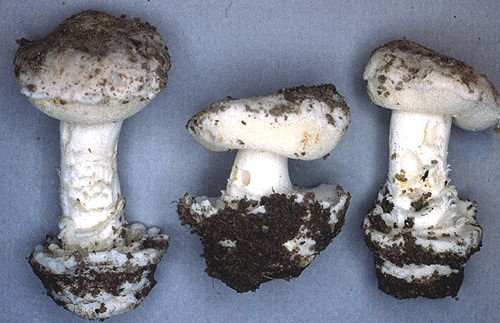 Torrendia grandis