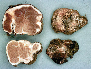 Trappea darkeri
