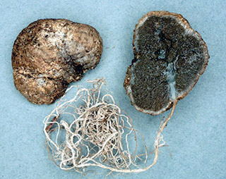 Trappea darkeri