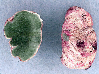 Trappea phillipsii