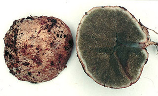 Trappea darkeri
