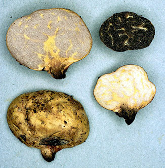 Truncocolumella citrina
