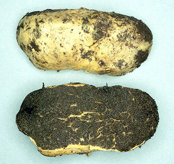 Truncocolumella citrina