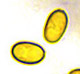 Alpova spore