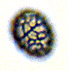 Gastrolactarius spores