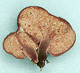 Gastrolactarius sporocarps