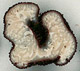 Balsamia sporocarp
