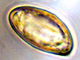 Brauniellula spore