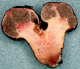 Brauniellula sporocarp