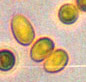 Calvarula spores