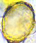 Cazia spore