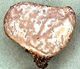 Cazia sporocarp
