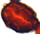 Chamonixia spore