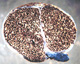Chamonixia sporocarp