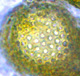Choiromyces spore