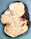 Choiromyces sporocarp
