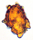 Chondrogaster spore