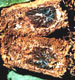 Chondrogaster sporocarp