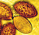 Cortinarius spore