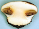 Cortinarius sporocarp