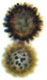 Cystangium spore