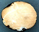 Cystangium sporocarp