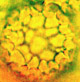 Delastria spore