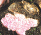Delastria sporocarp