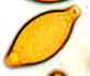 Descomyces spore
