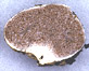 Descomyces sporocarp